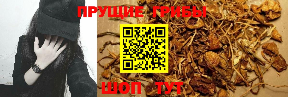 где купить   Галлюциногенные грибы Psilocybine cubensis  Вход с VPN  Вязьма 